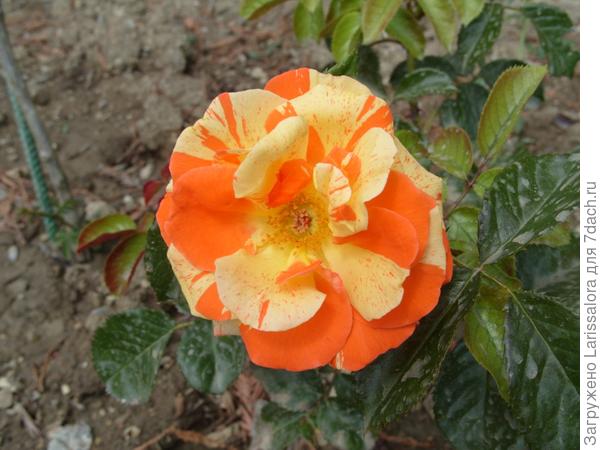 Роза сорт Orange-N-Lemons