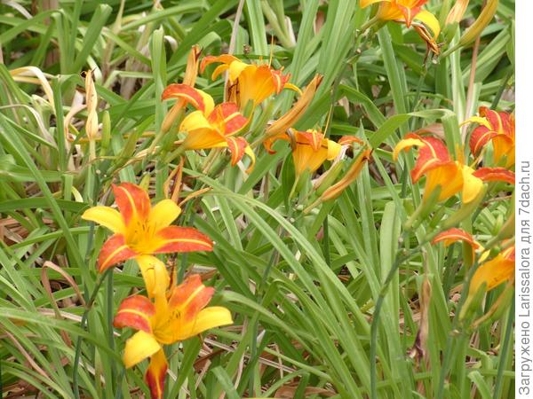 Лилейник гибридный сорт Franz Halls