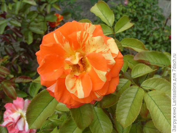 Роза сорт Orange-N-Lemons