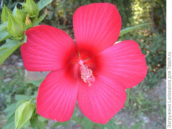 Гибискус гибридный