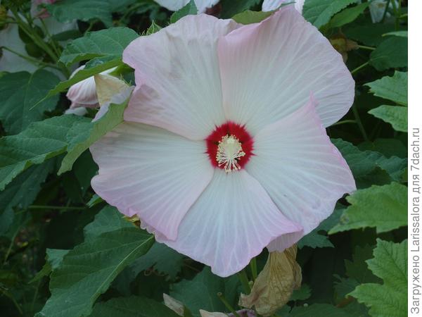 Гибискус гибридный