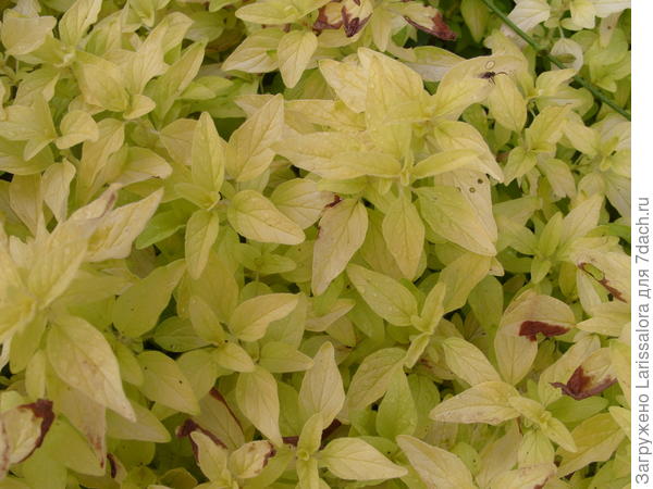 Золотистая душица