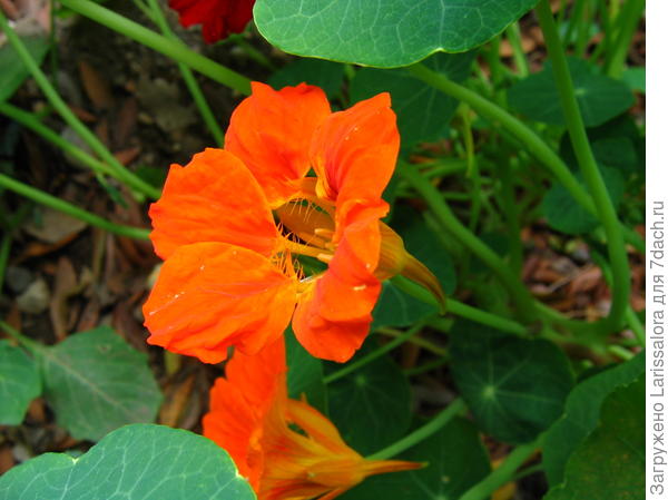 Цветок настурции большой