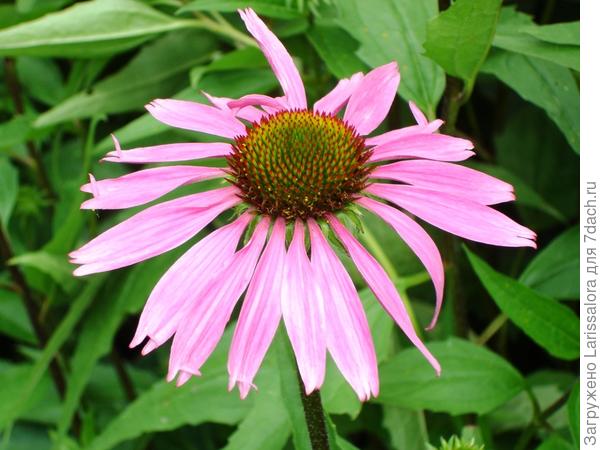 Цветет эхинацея пурпурная