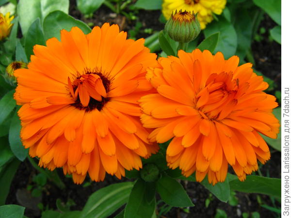 Махровая календула