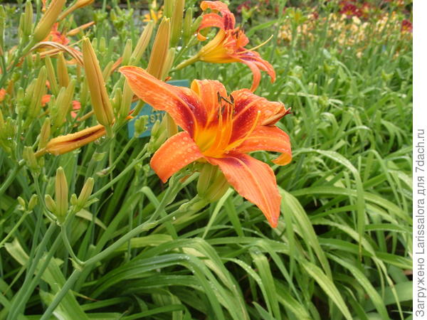 Цветет лилейник