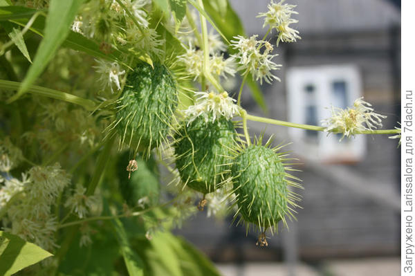 Эхиноцистис шиповатый