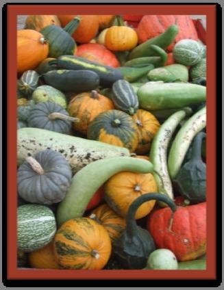 Плоды тыквы и лагенарии