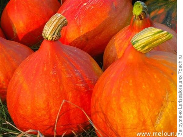 Тыква сорт Hokkaido