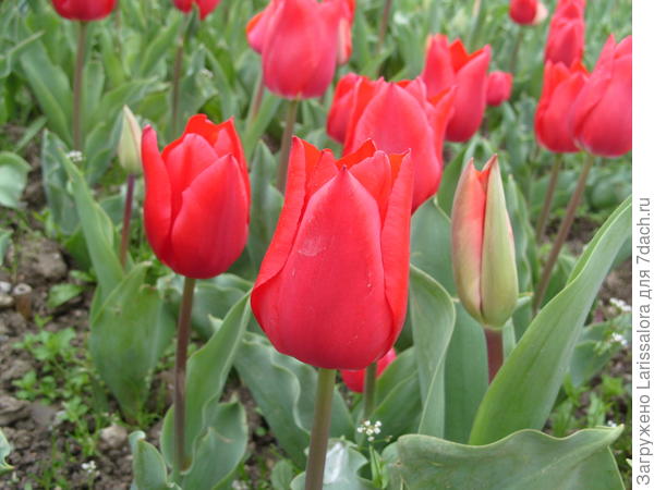 Тюльпан сорт Ruby Red