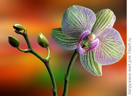 Орхидея