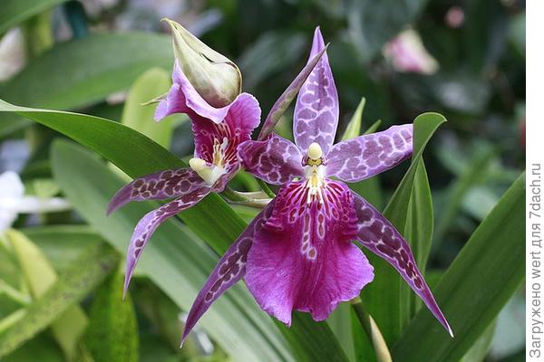 Интересная орхидея