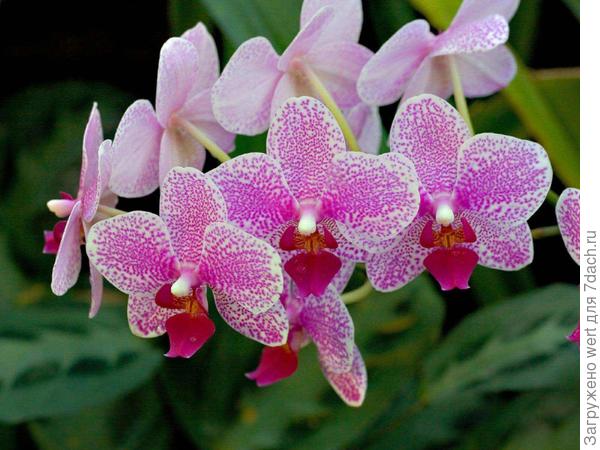 Орхидея