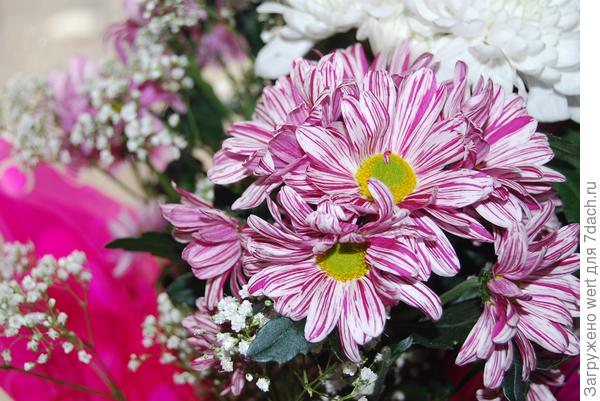 Букет хризантем