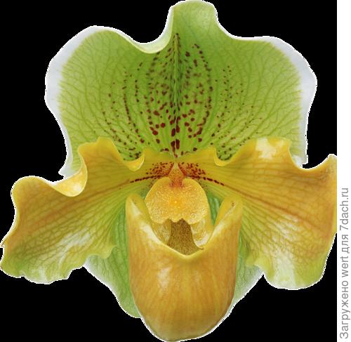 Необычные орхидеи