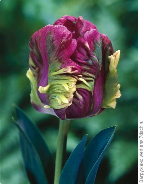 Красивый необычный тюльпан