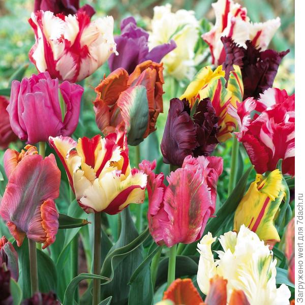 Тюльпаны Сада. Фото Андрея Бурдейного 5 апреля | Никитский ботанический сад