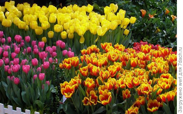 Тюльпаны
