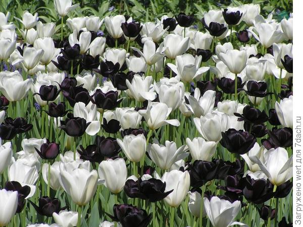 Черные и белые тюльпаны