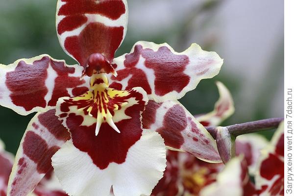 Орхидея