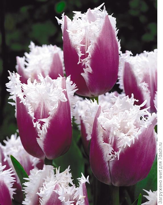 Красивый тюльпан