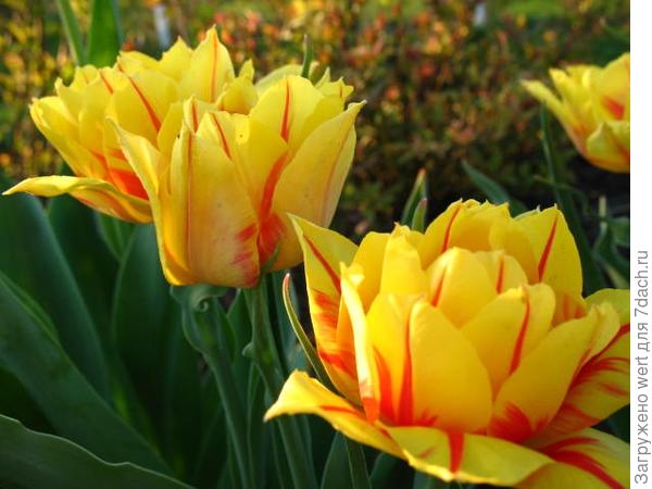 Парад тюльпанов в Крыму. Ежегодный праздник цветов в Никитском ботаническом саду