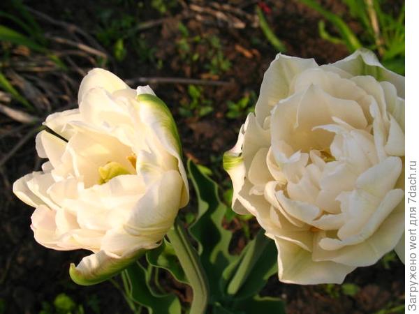 Белый тюльпан