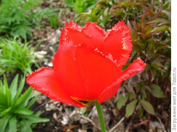 Красный тюльпан с бахрамой