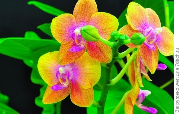 Орхидеи