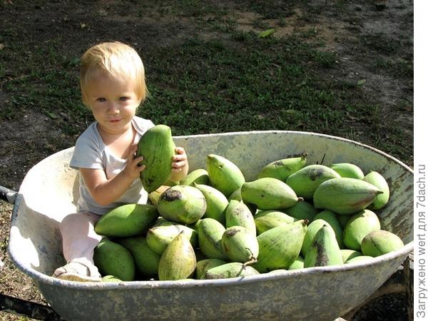 Анета и манго