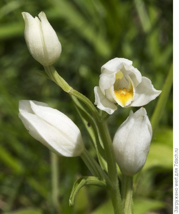 Белая орхидея (white helleborine orchid)
