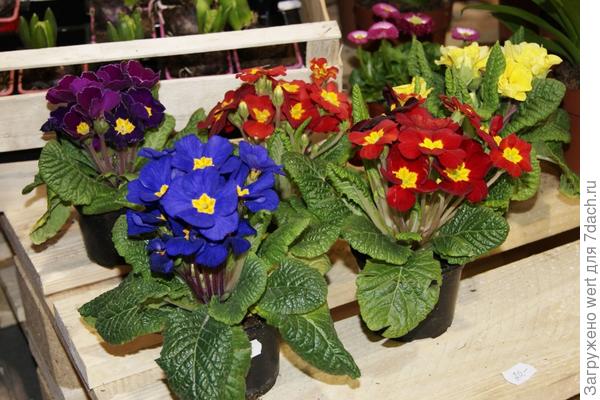 Открылась выставка For Garden в Праге