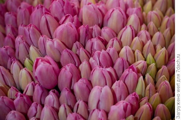 Melbourne International Flower Show
