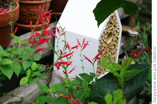 Австралийский &amp;amp;amp;amp;laquo;Рай&amp;amp;amp;amp;raquo;