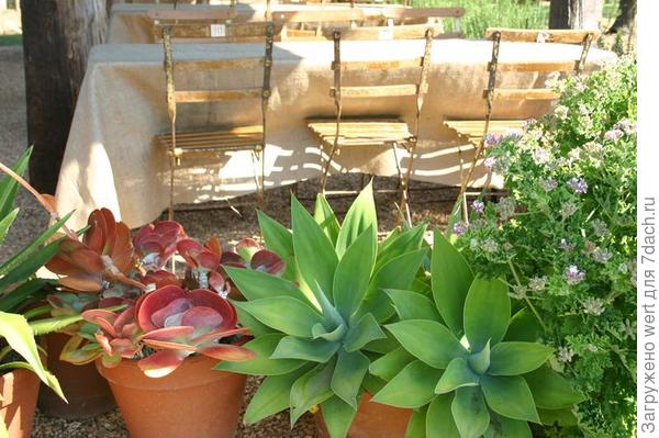 Сад и огород по-австралийски