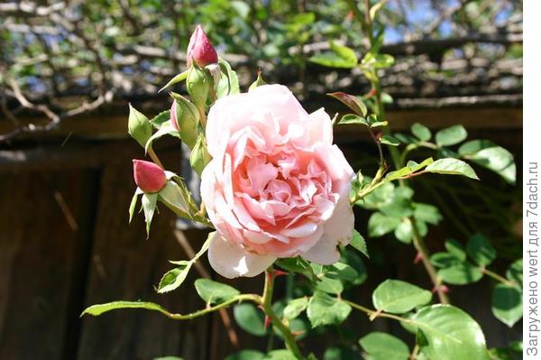 Сад и огород по-австралийски