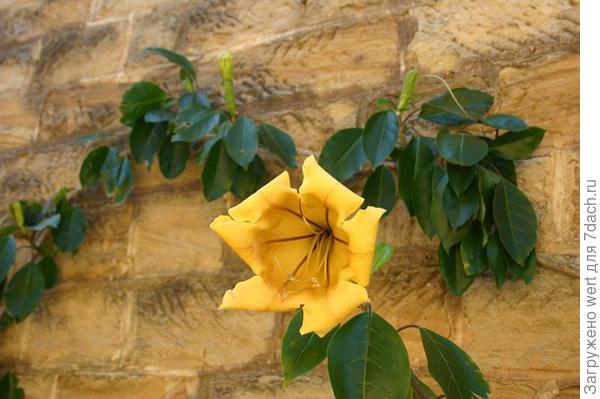 Сад и огород по-австралийски