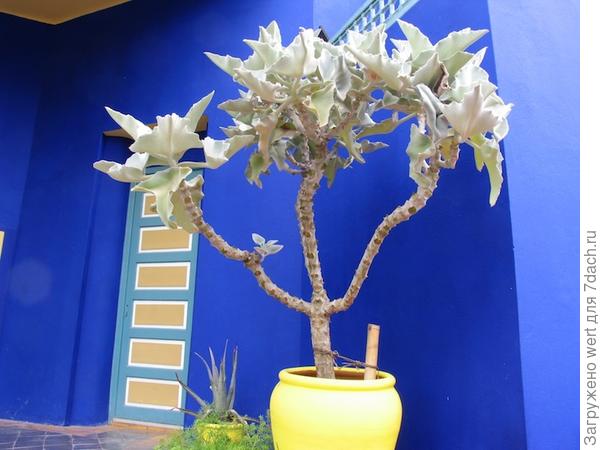 Марокканский стиль