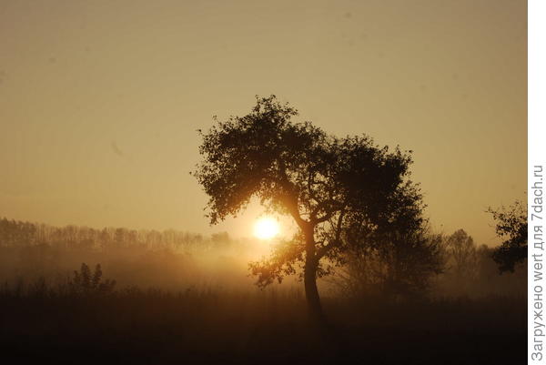 Яблоневый сад на закате