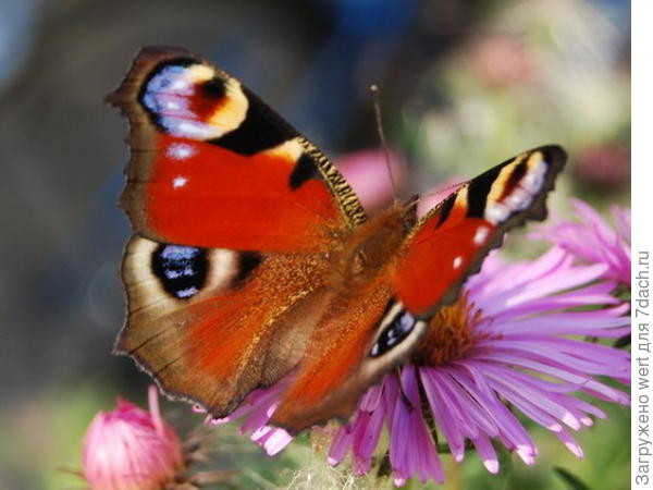 Бабочка Павлиний глаз