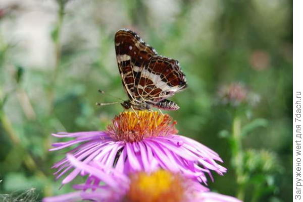 Коричневая бабочка (текстура похожа на мрамор)