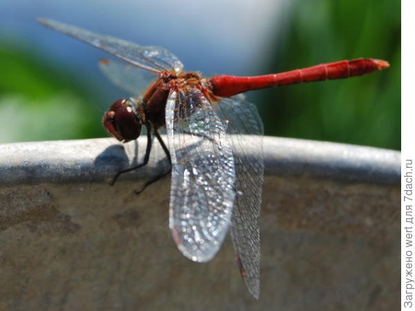 Стрекоза крупная, красная