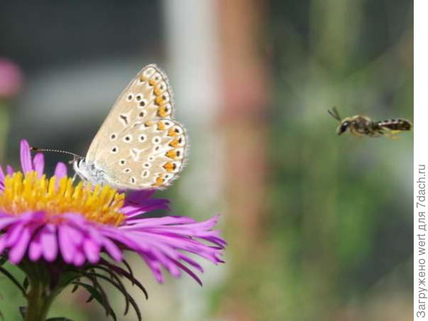 Желтая бабочка с черными пятнами