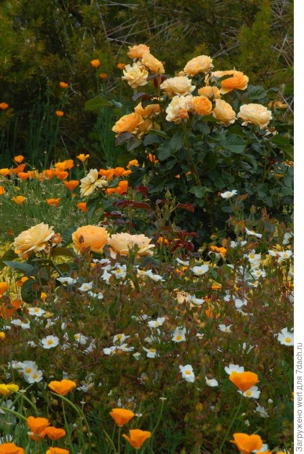 Сад Хелен МакКеррал