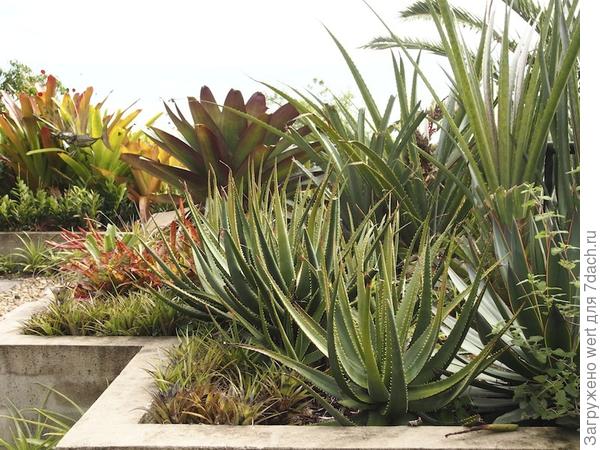 Сад на крыше