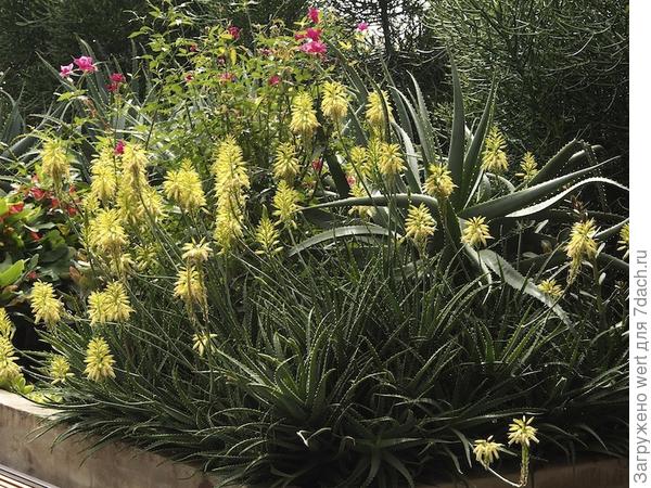 Сад на крыше