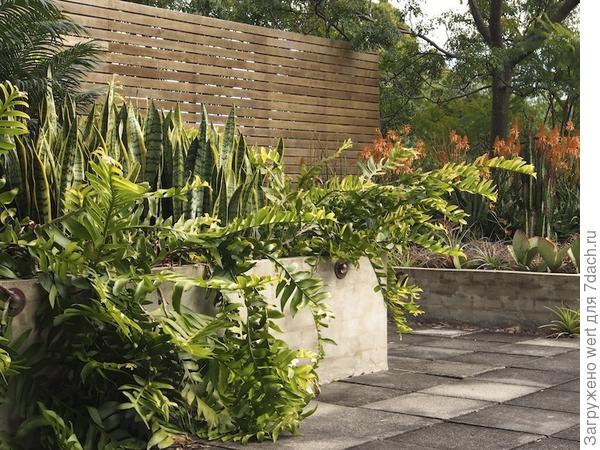 Сад на крыше