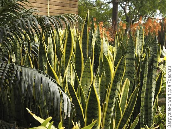 Сад на крыше