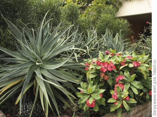 Сад на крыше