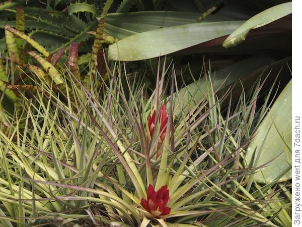 Сад на крыше